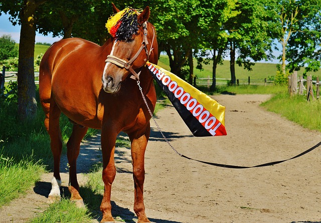 广西以国际帆船赛事扬起中外交流之帆.